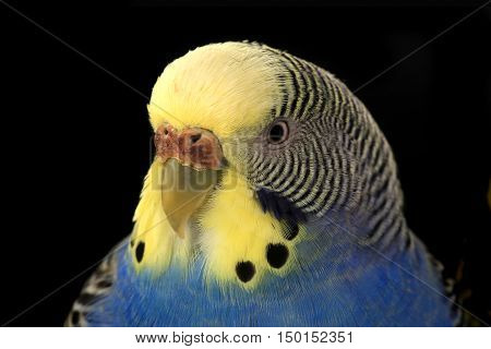 portrait budgerigars australian parakeets isolated on black background