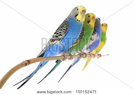 budgerigars australian parakeets isolated on white background