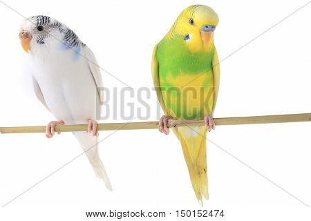 budgerigars australian parakeets isolated on white background