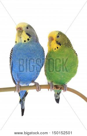 budgerigars australian parakeets isolated on white background
