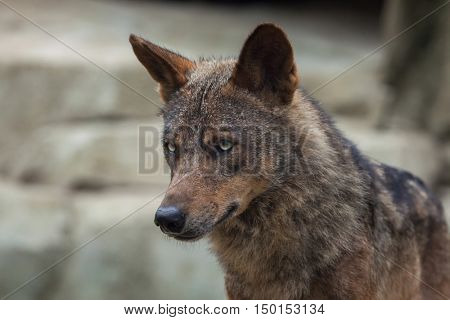 Iberian wolf (Canis lupus signatus). Wildlife animal. 