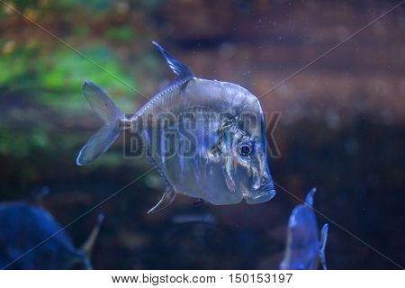 Lookdown (Selene vomer). Marine fish.
