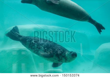 Grey seals (Halichoerus grypus), also known as the Atlantic seals.
