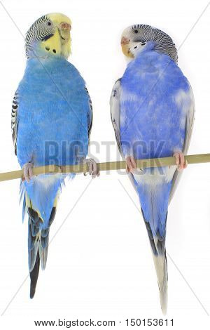 a blue budgie isolated on white background