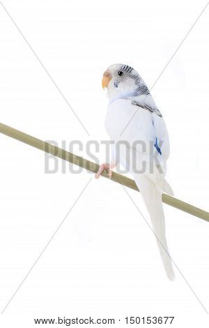 White a budgie isolated on white background