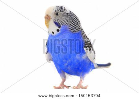 a blue budgie isolated on white background