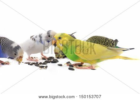 parrots eat a forage for birds isolated on white background