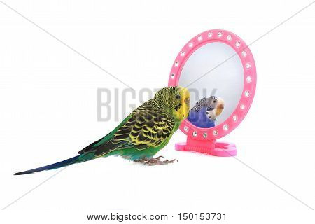 green parrot reflected in a mirror on white