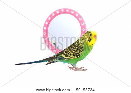 green parrot reflected in a mirror on white