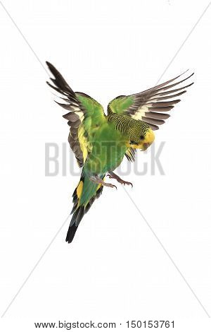 take-off of a parrot on a white background