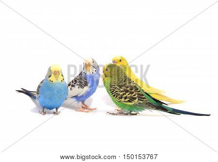 budgerigars australian parakeets isolated on white background