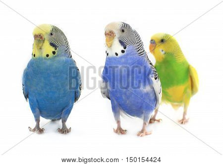 budgerigars australian parakeets isolated on white background