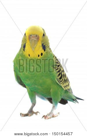 the a budgerigars isolated on white background