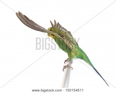 take-off of a parrot on a white background