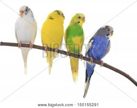 budgerigars australian parakeets isolated on white background