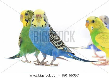 a four budgerigars isolated on white background