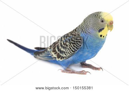 the a budgerigars isolated on white background