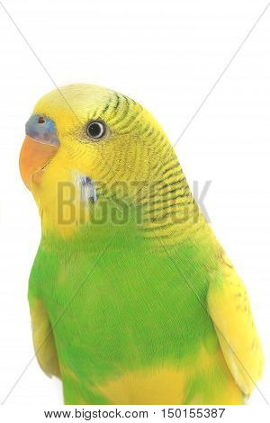 the portrait budgerigars isolated on white background