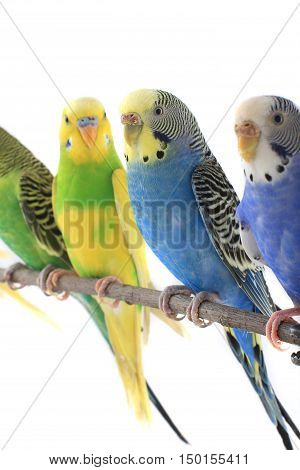 the a budgerigars isolated on white background. studio