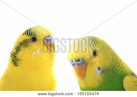 the a two budgerigars isolated on white background