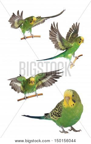 take-off of a parrot on a white background