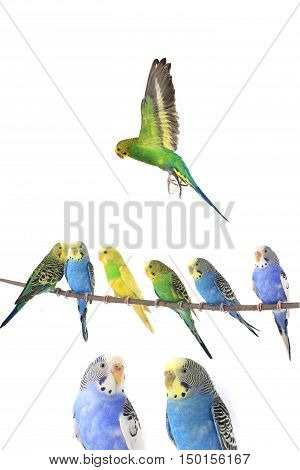 budgerigars australian parakeets isolated on white background
