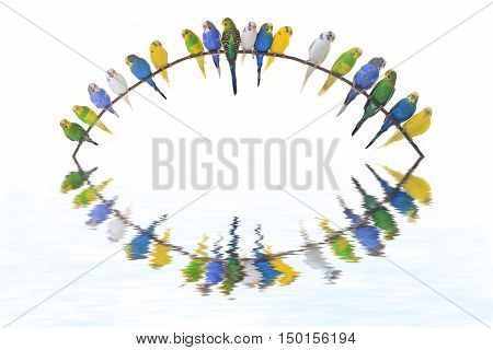 budgerigars australian parakeets isolated on white background