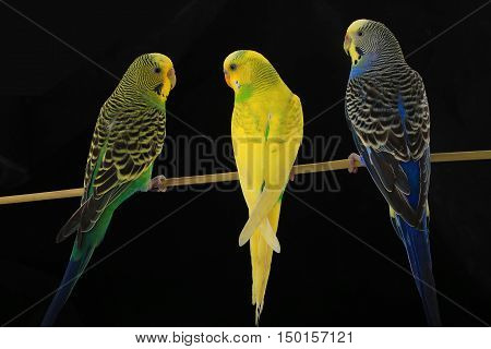 budgerigars australian parakeets isolated on black background