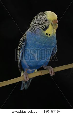 budgerigars australian parakeets isolated on black background