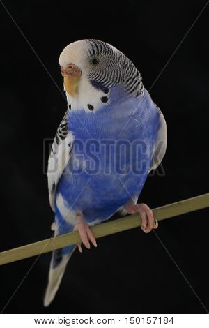 budgerigars australian parakeets isolated on black background