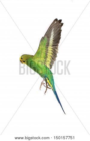 take-off of a parrot on a white background