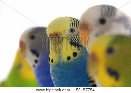 budgerigars australian parakeets isolated on white background