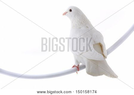 white dove isolated on a white background