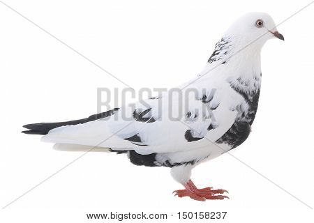white dove isolated on a white background