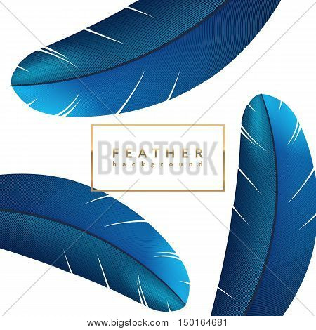Blue feather background. Exotic bird feathers composition. Eps10 vector illustration.