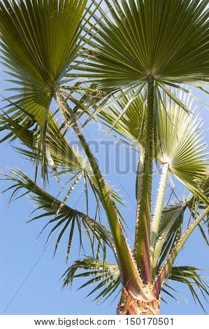 Washingtonia filifera palm tree with blue sky background