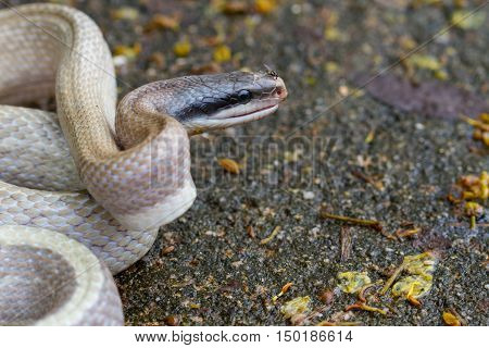 Rat Snake, Orthriophis Taeniurus Ridleyi