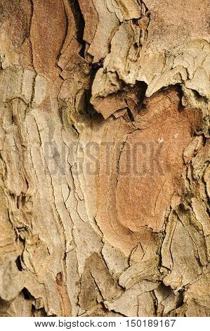 Tree trunk with texture and coloration of surface of Mars