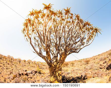 Quiver tree, aka aloe tree or kokerboom, in the dry rocky desert landscape of Quiver tree forest near Keetmashoop, southern Namibia, Africa