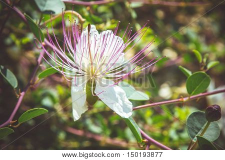 Capparis flower flowering shrub in the family Capparaceae. Close-up selected focus