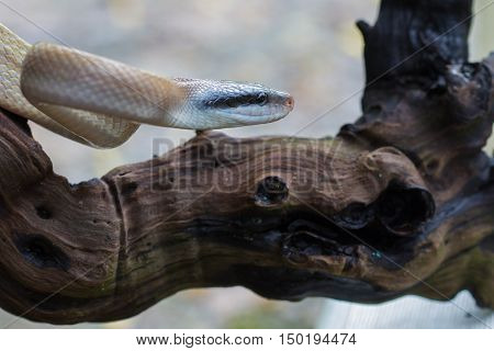 Rat Snake, Orthriophis Taeniurus Ridleyi
