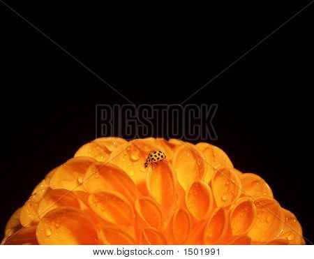 Oranžové Dahlia s žlutým Beruška