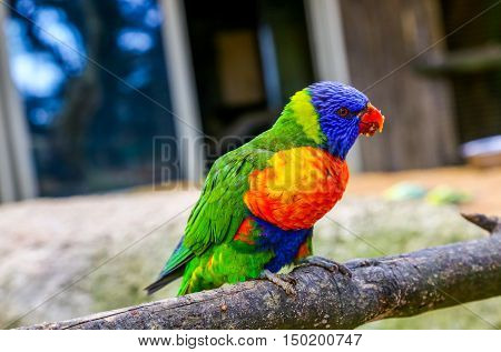 Colorful Rainbow Loriquet On A Branch