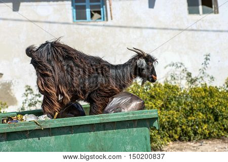 A Black He-goat On Top A Bin