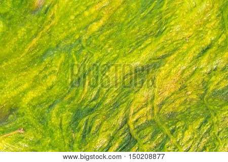 Close up Green slime from algae in lake