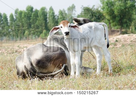 Cow and calf graze in a field.
