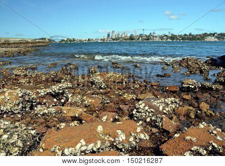 View of Sydney skyline in daytime from Woolwich NSW Australia. Rocks and dead shells in the foreground Sydney skycrapers in the background.
