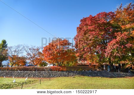 colorful maple tree in Autumn season at Momiji tunnel near Kawaguchiko lake and Fuji mountain view beautiful nature landscape in Japan