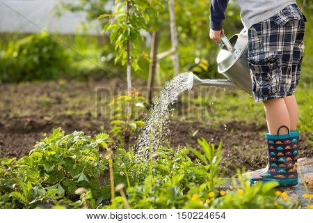 Cute little toddler boy watering plants with watering can in the garden. Adorable little child helping parents to grow vegetables and having fun. Activities with children outdoors.