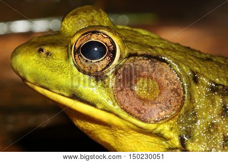 Close-up of a Green Frog (Rana clamitans) sunning in summer